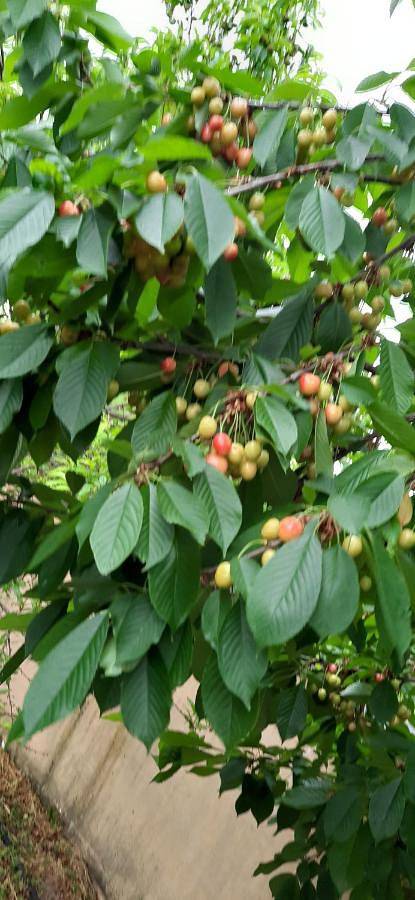 Gîte pour 2 personnes, avec jardin et vue sur le lac ainsi que vue et piscine, adapté aux familles en Roumanie - 3