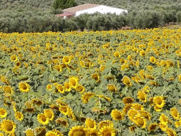 Casa rural para 12 personas, con piscina además de vistas y terraza en Santaella - 2