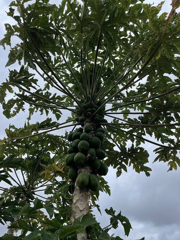 Vacation rental for 6 people, with yard and terrace in Waikoloa Village