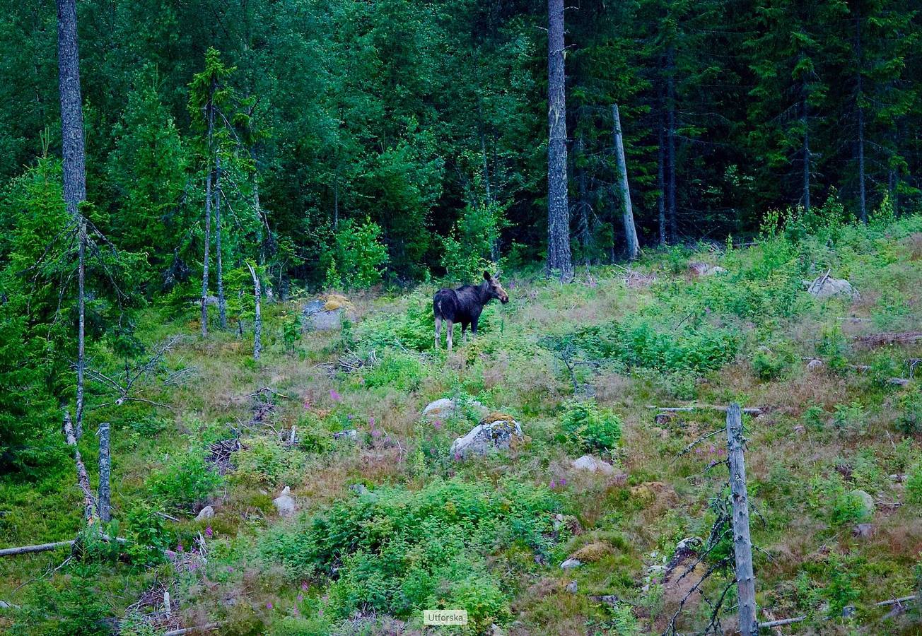 Luxuriöses Off-Grid-Haus in Hälsingland