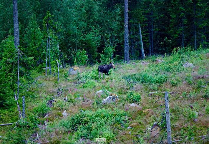 Ferienhaus für 2 Personen, mit Sauna und Meerblick sowie Balkon, mit Haustier in Nordschweden - 3