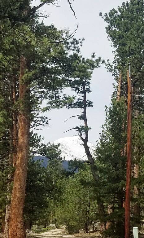Steps away from Wild Basin:Rmnp- 2-bdrm cabin perfect for adventure or relaxing! in Allenspark, Boulder County