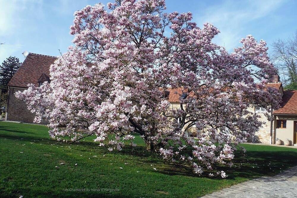 Chambre Magnolia in Hargeville, Yvelines