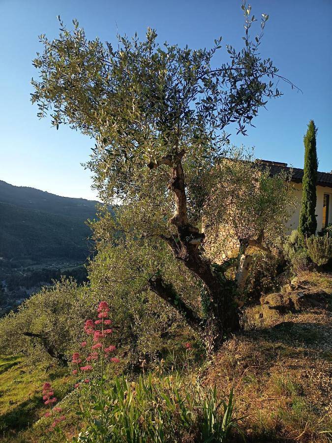 Briciole di Pietra B&B in Dolceacqua, Alpes liguriennes