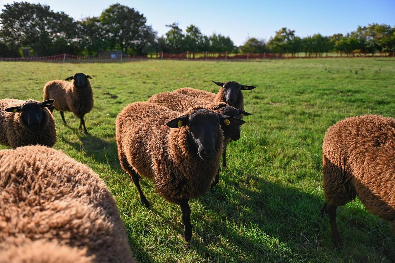 Naturverbunden an einer Schafweide – Sleep Space 3 am Green&Tiny Spot Rehburg in Rehburg-Loccum, Niedersachsen