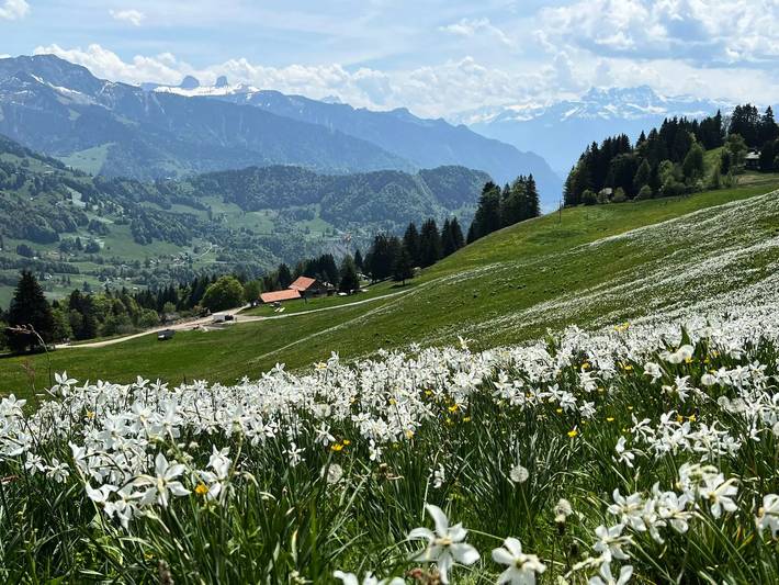 Ferienwohnung für 6 Personen, mit Garten in Montreux - 4