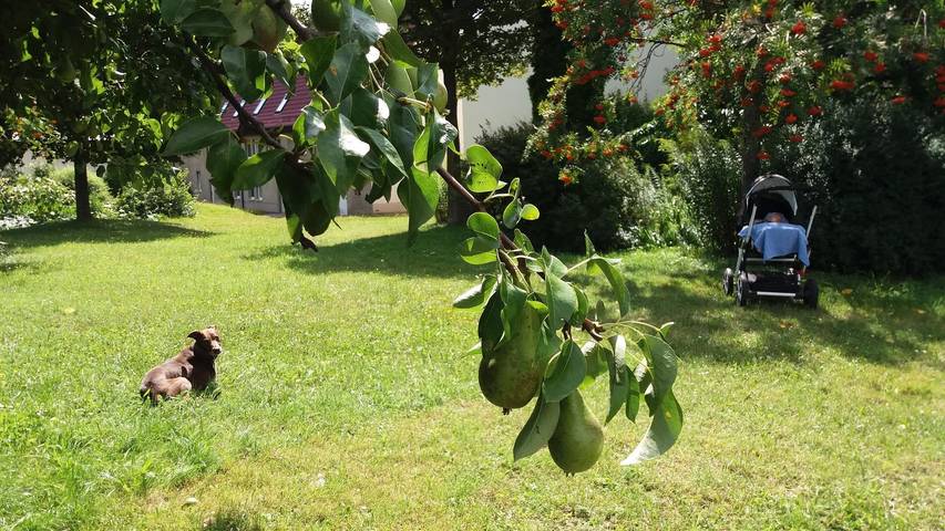 Bauernhof für 5 Personen, mit Garten in Sachsen - 3