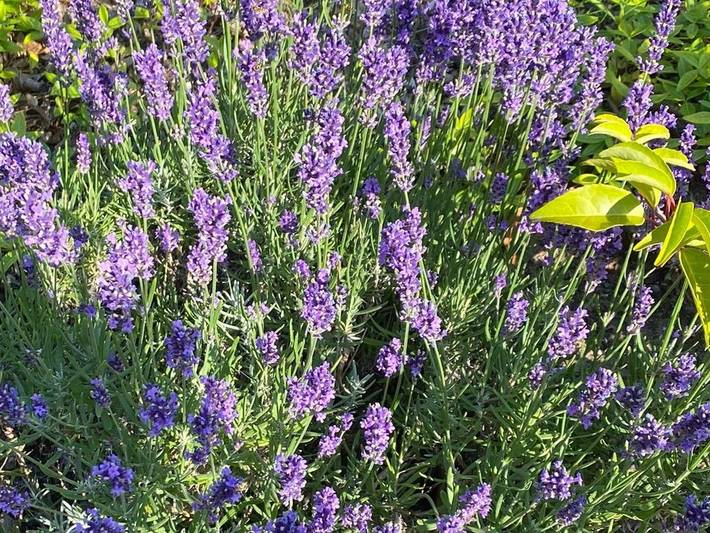Ferienhaus für 6 Personen, mit Sauna und Terrasse sowie Garten in Loddin - 4