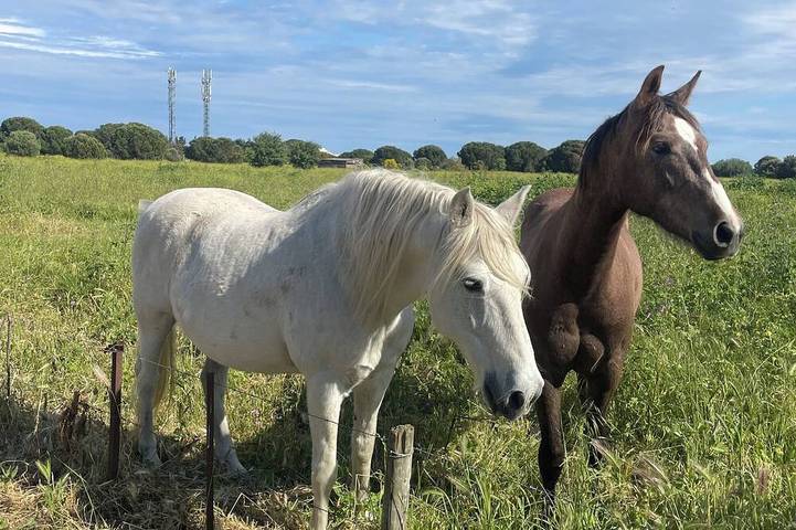 Camping pour 6 personnes à Lattes