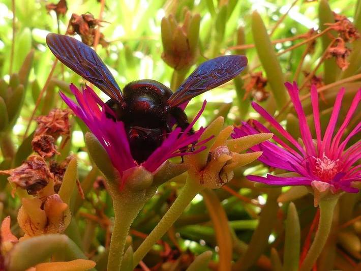 Location de vacances pour 6 personnes, avec jacuzzi et terrasse à Rochepaule - 2
