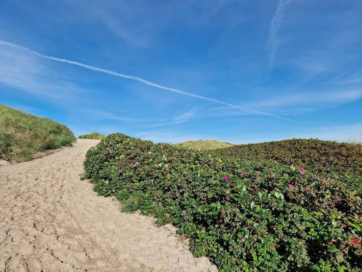 Ferienhaus für 6 Personen, mit Terrasse, kinderfreundlich in Hvide Sande - 4