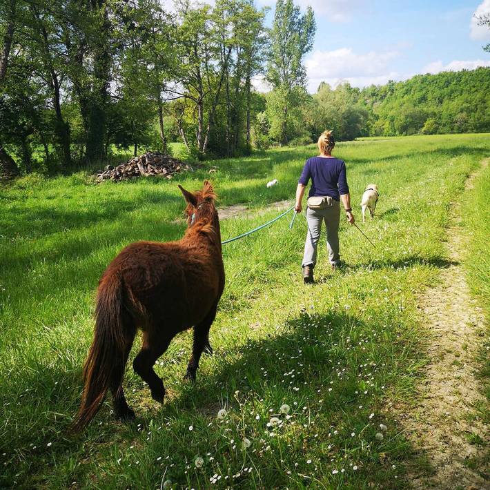 Gîte pour 6 personnes, avec piscine et terrasse à Castelnau-de-Montmiral - 4