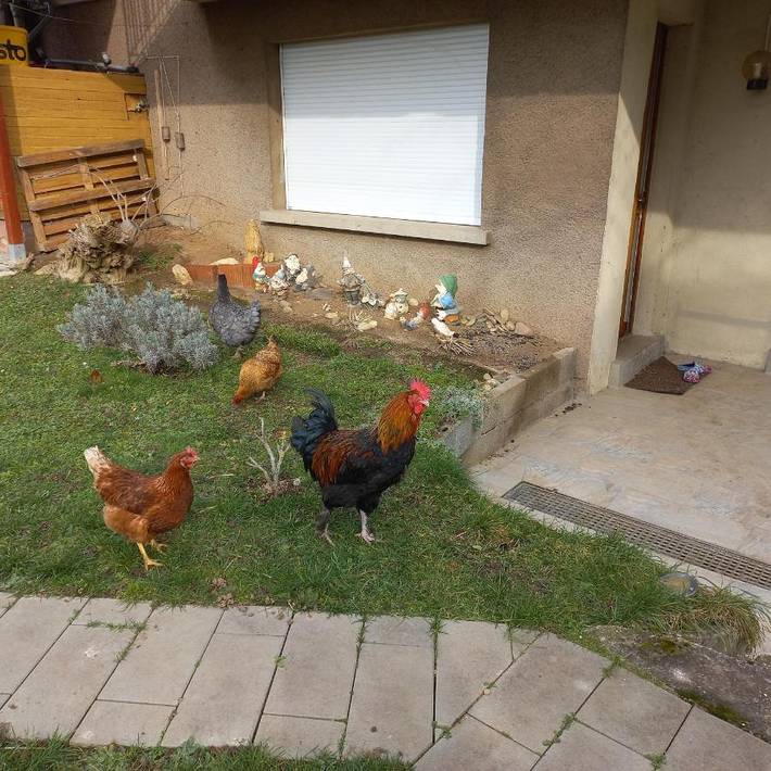 Gîte pour 4 personnes, avec jardin et vue, animaux acceptés à Lingolsheim - 2