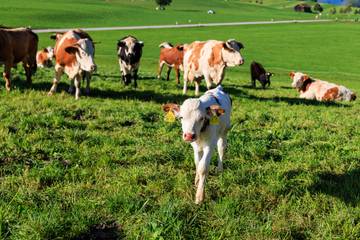 Casa Rural para 4 Personas en Ruhpolding, Alta Baviera, Foto 4