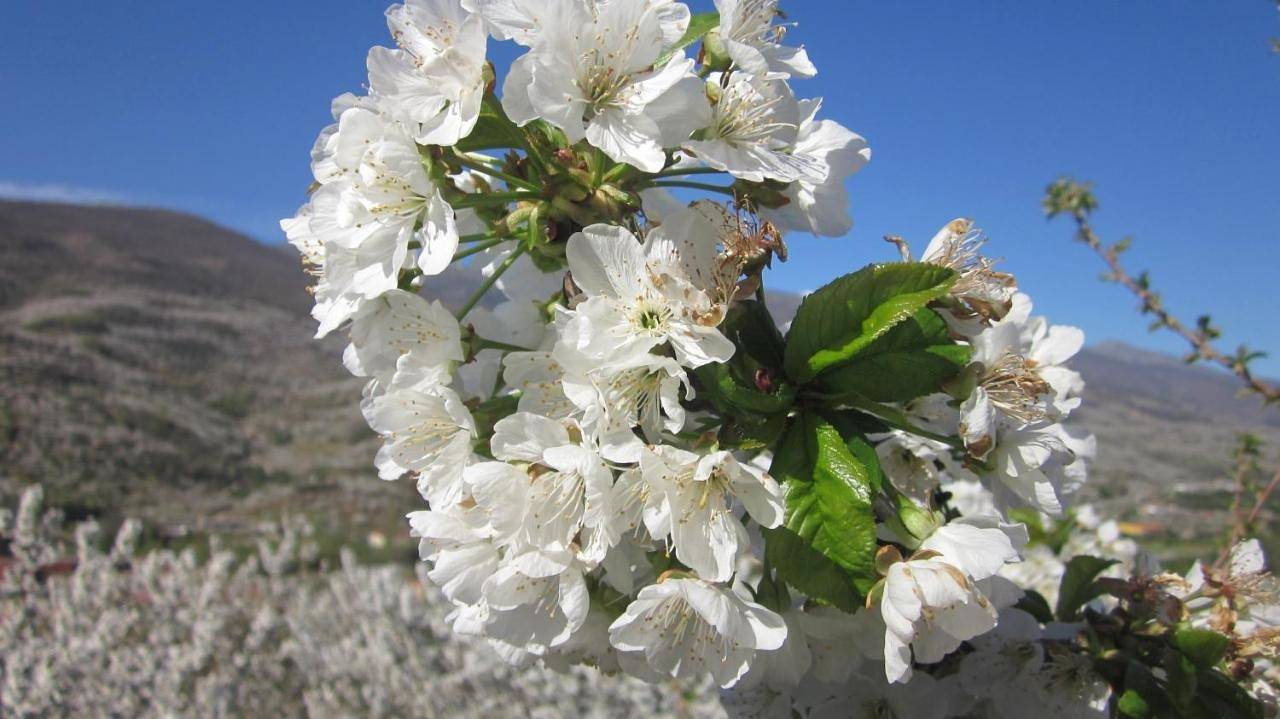 Picaza del Jerte in Cabezuela del Valle, Valle del Jerte