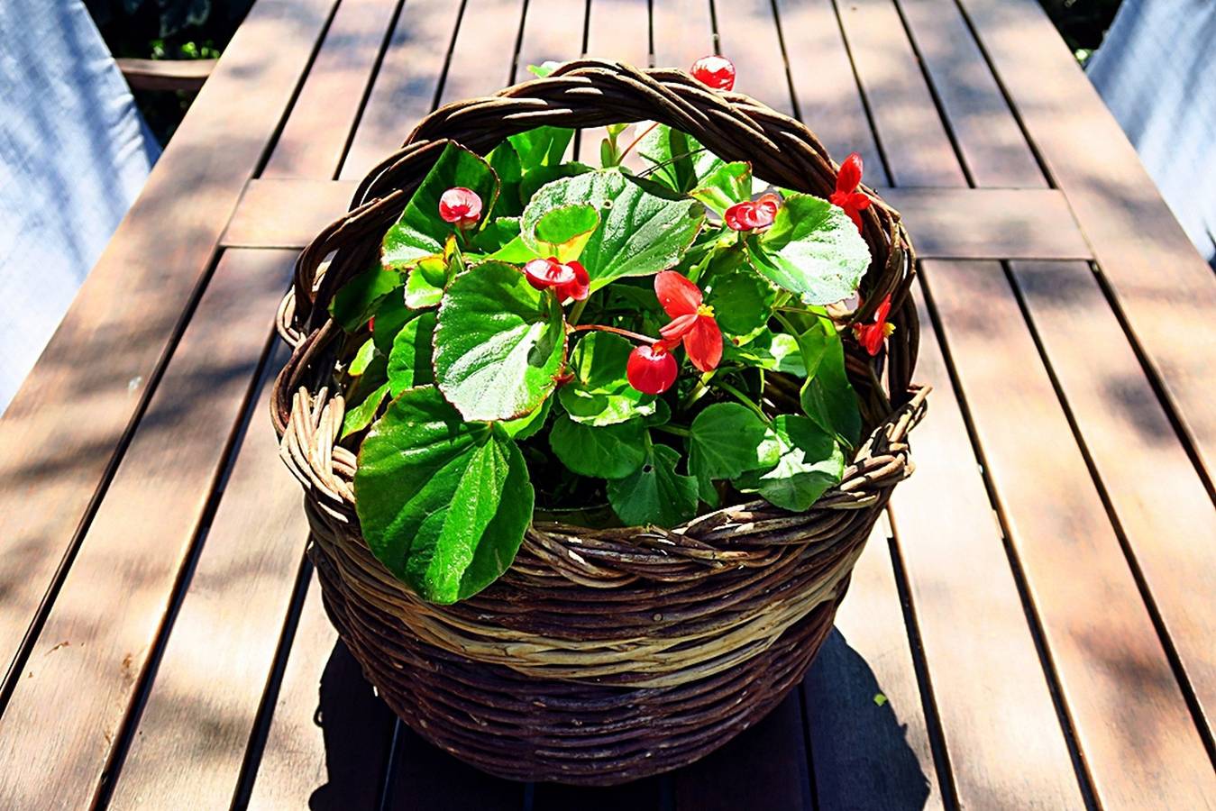 Ganze Wohnung, Apartments Vera - Comfort One-Bedroom Apartment with Terrace and Sea View (Irena) in Mljet