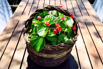 Apartament Wakacyjny dla 4 osoby w Mljet, Dalmatyńskie wyspy, Zdjęcie 3