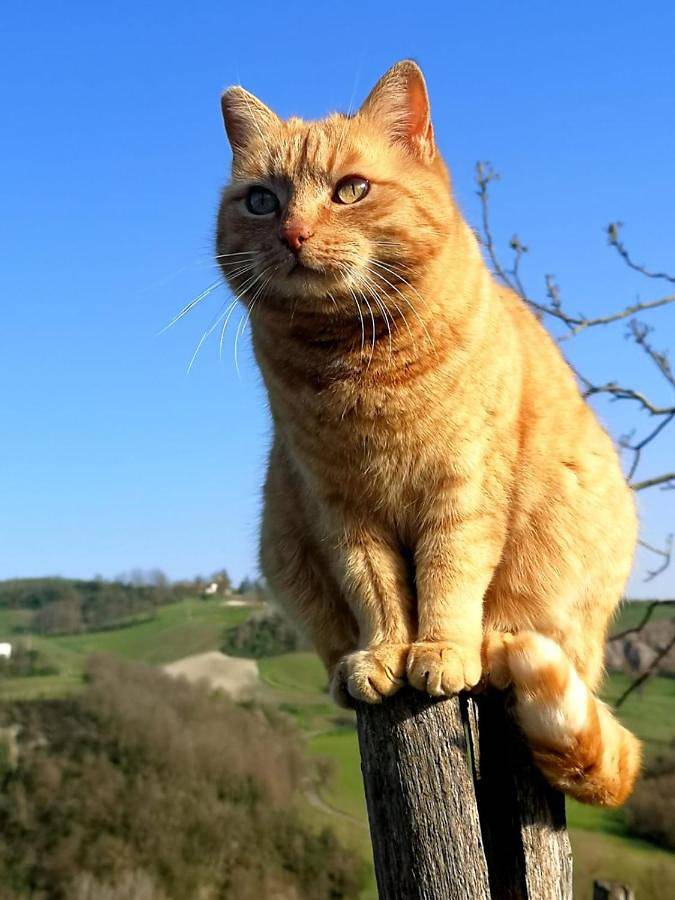 Gîte pour 5 personnes, avec vue et jardin dans Lesignano De Bagni - 4