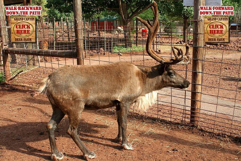 Ren Retreat- einen erholsamen Familien Hütte in der Nähe, Flagstaff, Sedona, Grand Canyon in Munds Park, Oak Creek Canyon