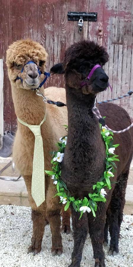 Location de vacances pour 2 personnes, avec vue et terrasse, adapté aux familles à Saint-Antoine-l'Abbaye - 4