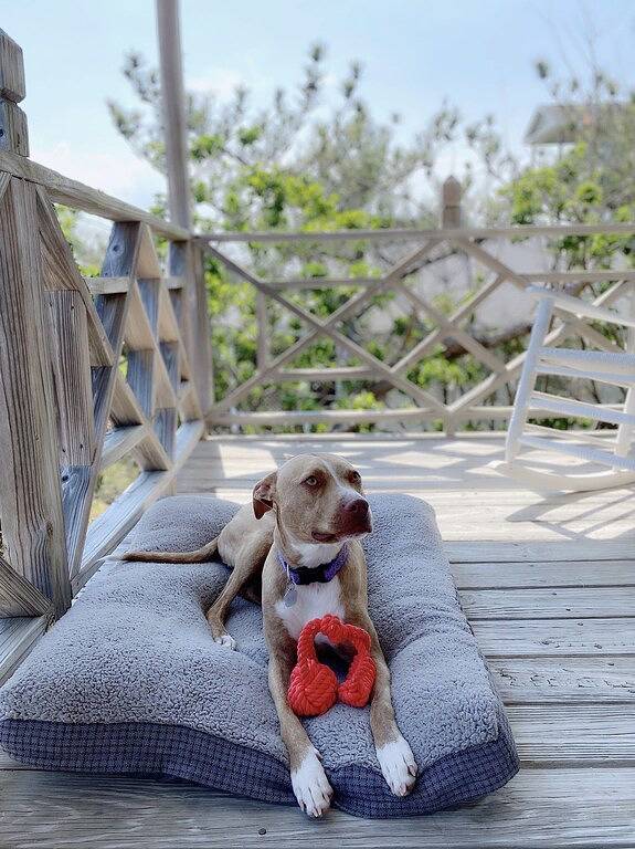 Dog Friendly - Second Row ...Ruff Life beach cottage. in Oak Island (NC), Brunswick County
