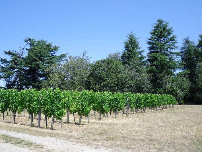 Location de vacances pour 5 personnes, avec vue et jardin à Saint-Magne-de-Castillon - 2