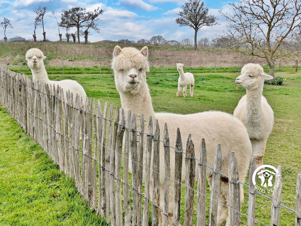 Gîte des Alpagas 10 pers avec jardin & animaux admis in Niafles, Mayenne