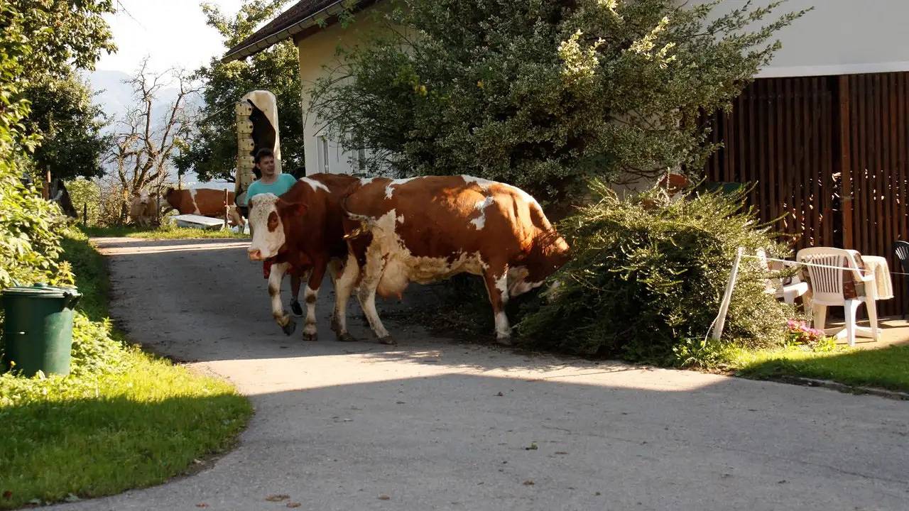 Ganze Ferienwohnung, Ferienwohnung für 4 Personen (40 m²) in Rothenthurn in Spittal an der Drau, Bezirk Spittal an der Drau