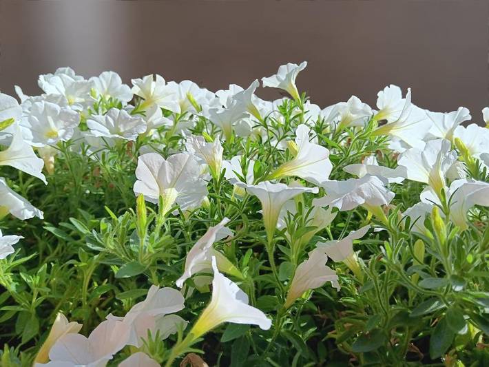 Gîte pour 2 personnes, avec jardin à Malleval - 3