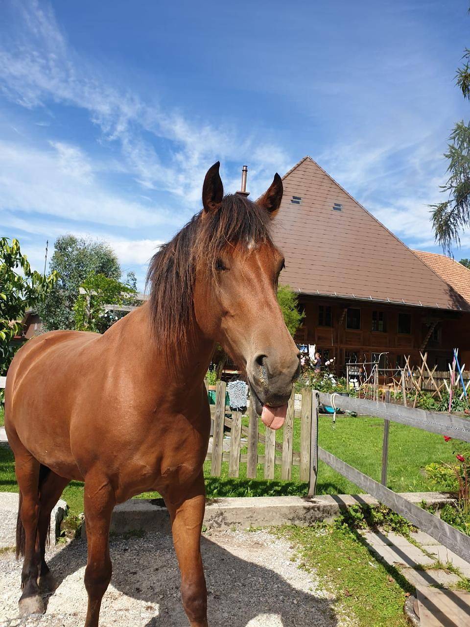 Apartamento vacacional entero, Sommerhof in Rohrbachgraben, Cantón de Berna