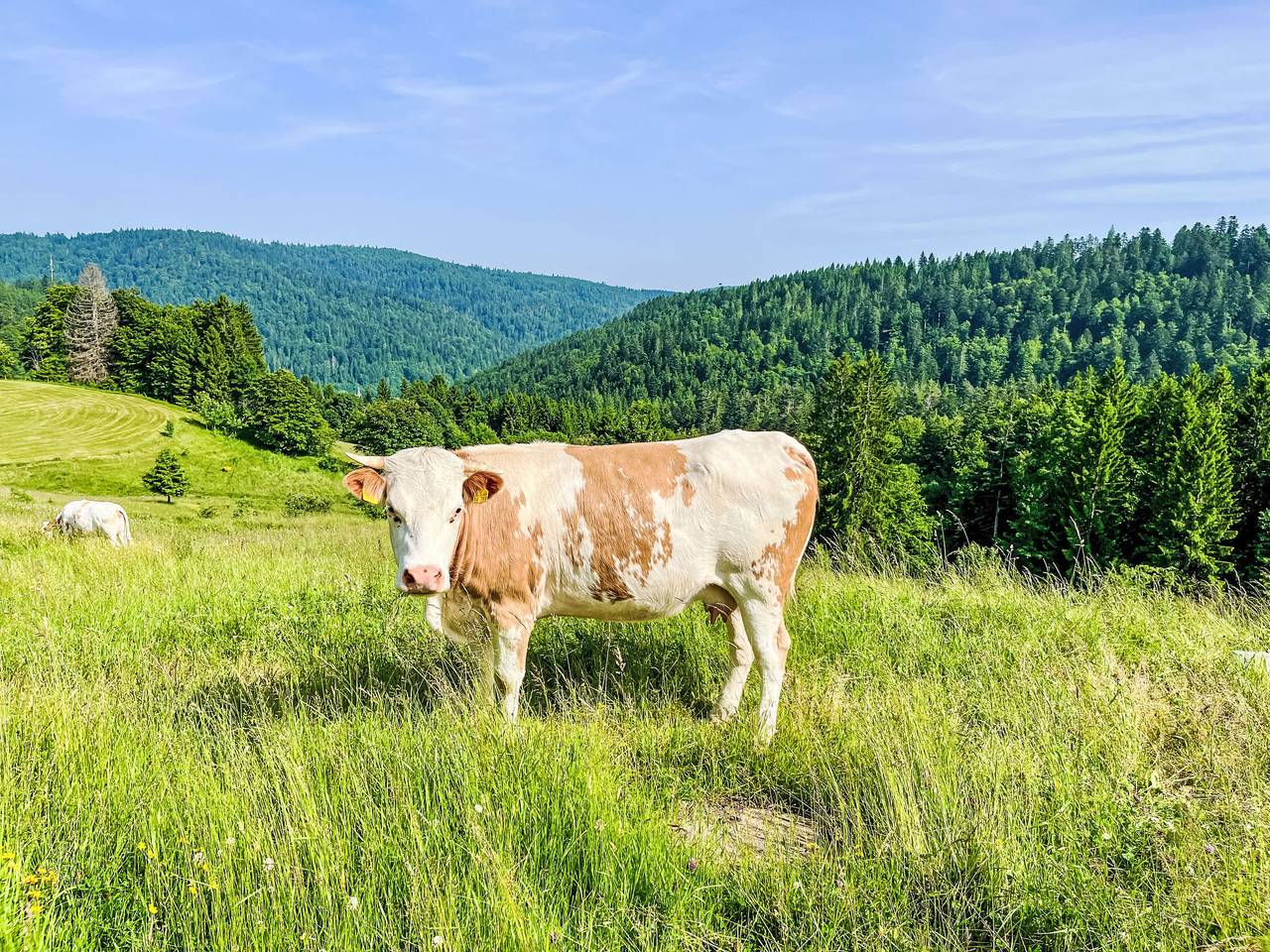 Ganze Wohnung, Tannenblick in Suedlicher Schwarzwald, Todtmoos