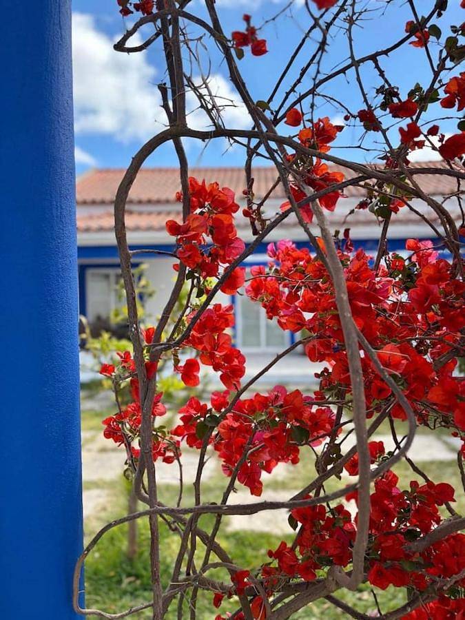 Casa rural para 15 personas, con Terraza además de Jardín y Piscina en Óbidos - 3