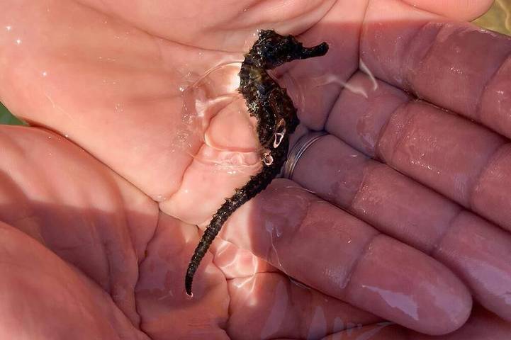 Location de vacances pour 4 personnes, avec jardin et terrasse, animaux acceptés à Pulsano