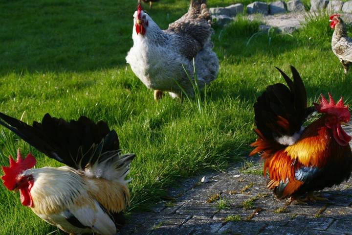 Location de vacances pour 4 personnes, avec sauna et piscine ainsi que jardin et vue à Zedelgem - 2