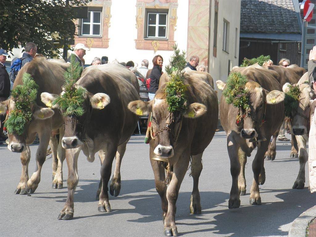 Appartement Edelweiss in Fulpmes, Innsbruck Land