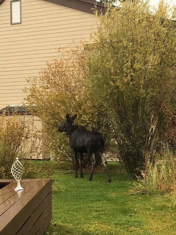 Holiday rental for 4 people, with sauna and pool as well as garden and terrace in Jackson Hole