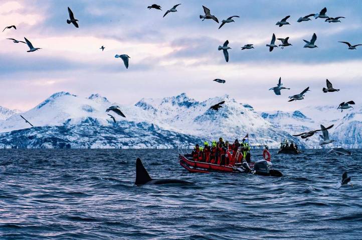Lodge für 6 Personen, mit Garten und Whirlpool in Troms - 4