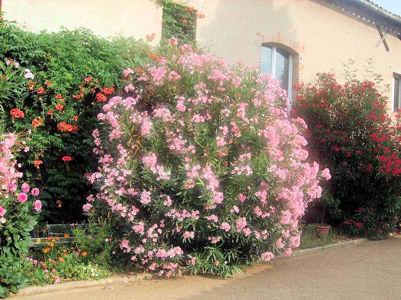 Le Clos d'Albi - Chambre 1 in Albi, Région d'Albi