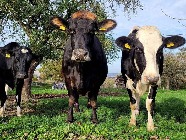 Bauernhof für 4 Personen, mit Terrasse an der Mosel - 2