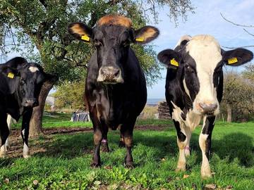Boerderij voor 4 Personen in Wincheringen, Landkreis Trier-Saarburg, Afbeelding 1