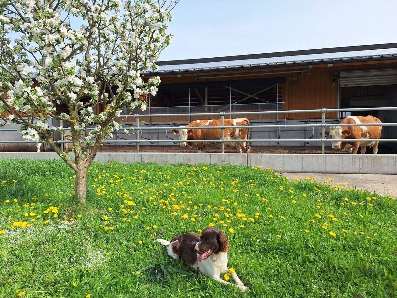 Ganze Ferienwohnung, Klinglerbauer - Ferienwohnung Zimnitz in Strobl, Salzkammergut