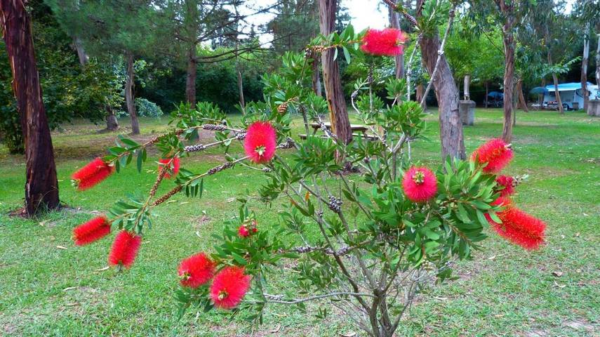 Location de vacances pour 6 personnes, avec jardin et terrasse, animaux acceptés à Poggio-Mezzana - 3