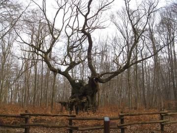 Ferieudlejning til 7 Personer i Kulhuse, Roskilde Fjord, Billede 4