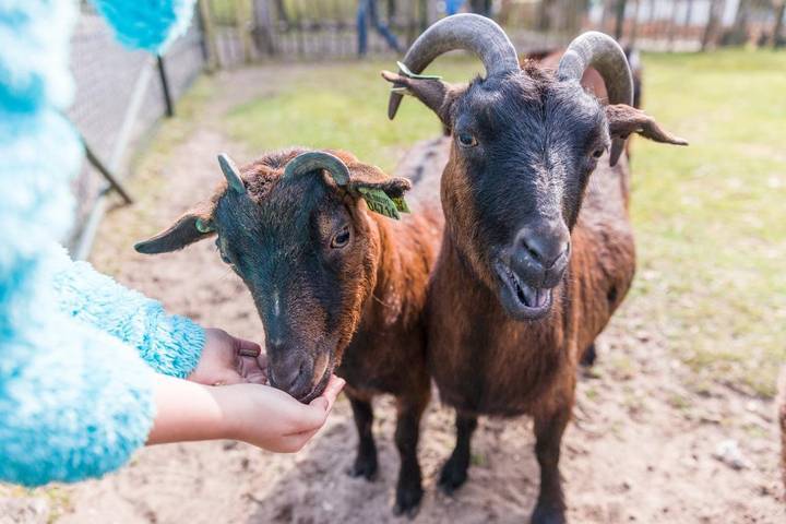 Ferienpark für 6 Personen, mit Pool, mit Haustier in Kärnten - 4
