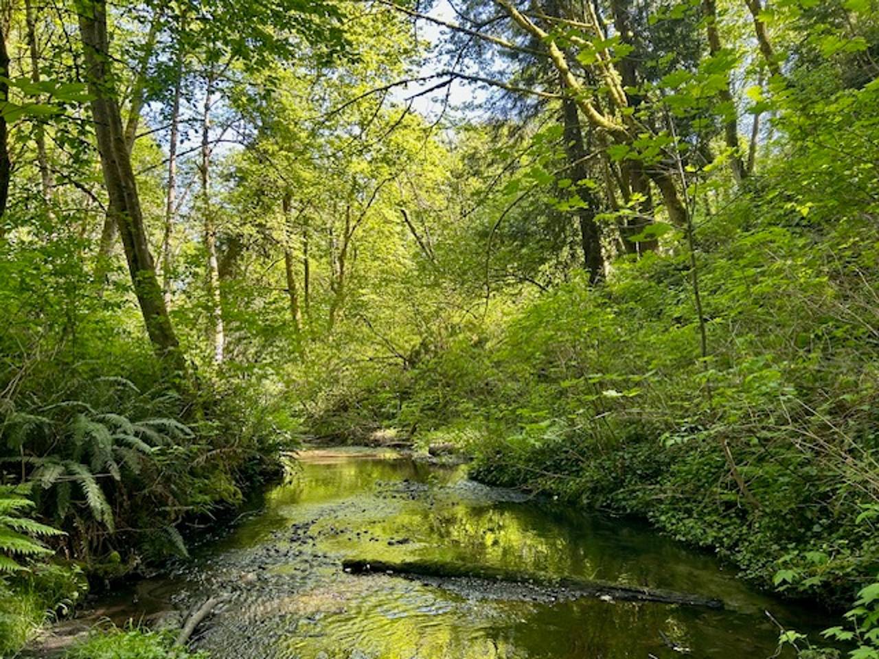 Creekside 2Br w/ yoga platform & Firepit/Bbq/Deck in Seattle, Lake Washington