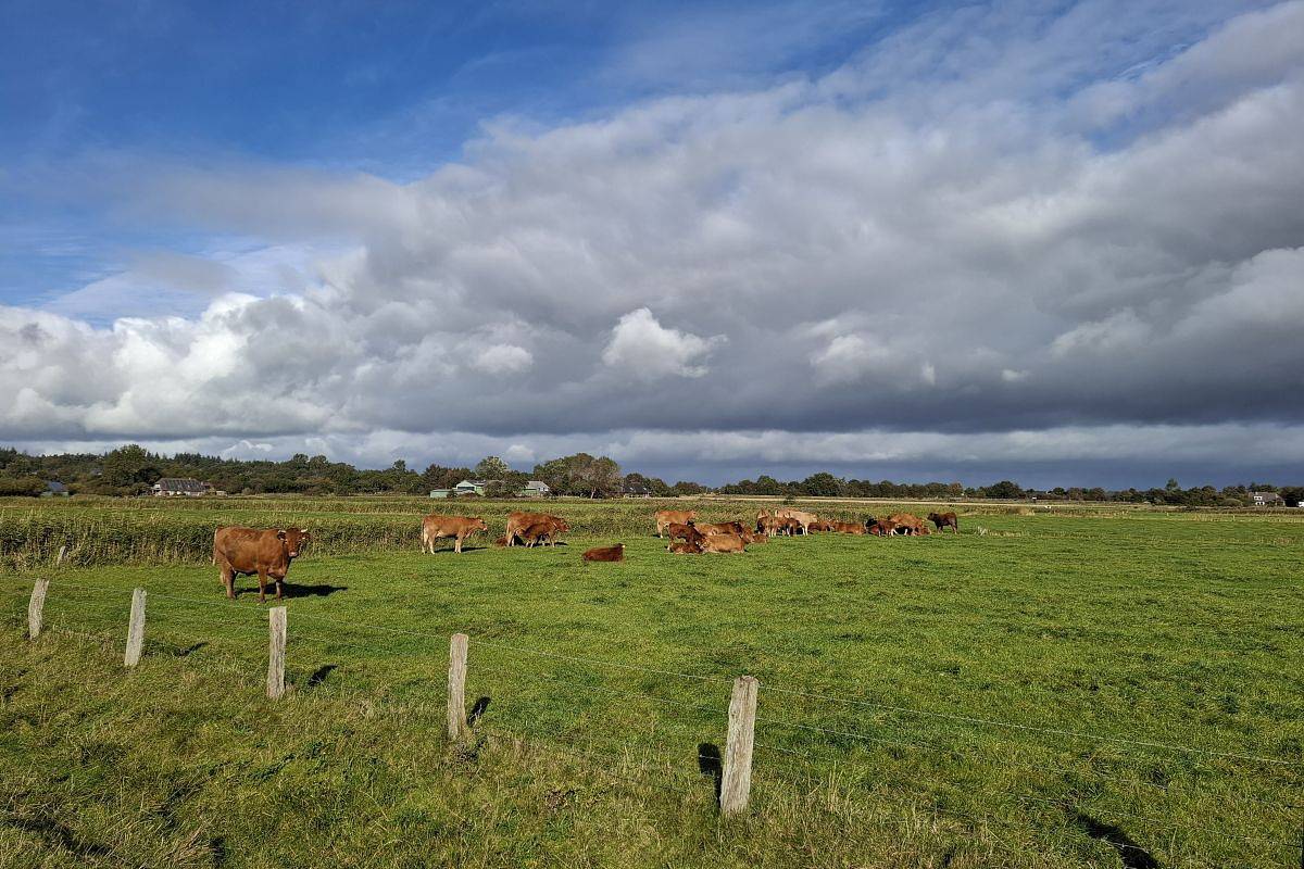 Appartement de vacances entier, Wehlenhoff - Ferienwohnung I -3-Räume in Husum, Frise du Nord