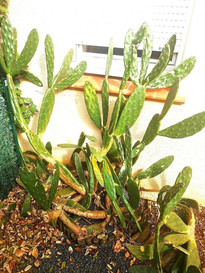 Gîte pour 4 personnes, avec piscine et terrasse ainsi que jardin et vue, animaux acceptés à Saint-Jory