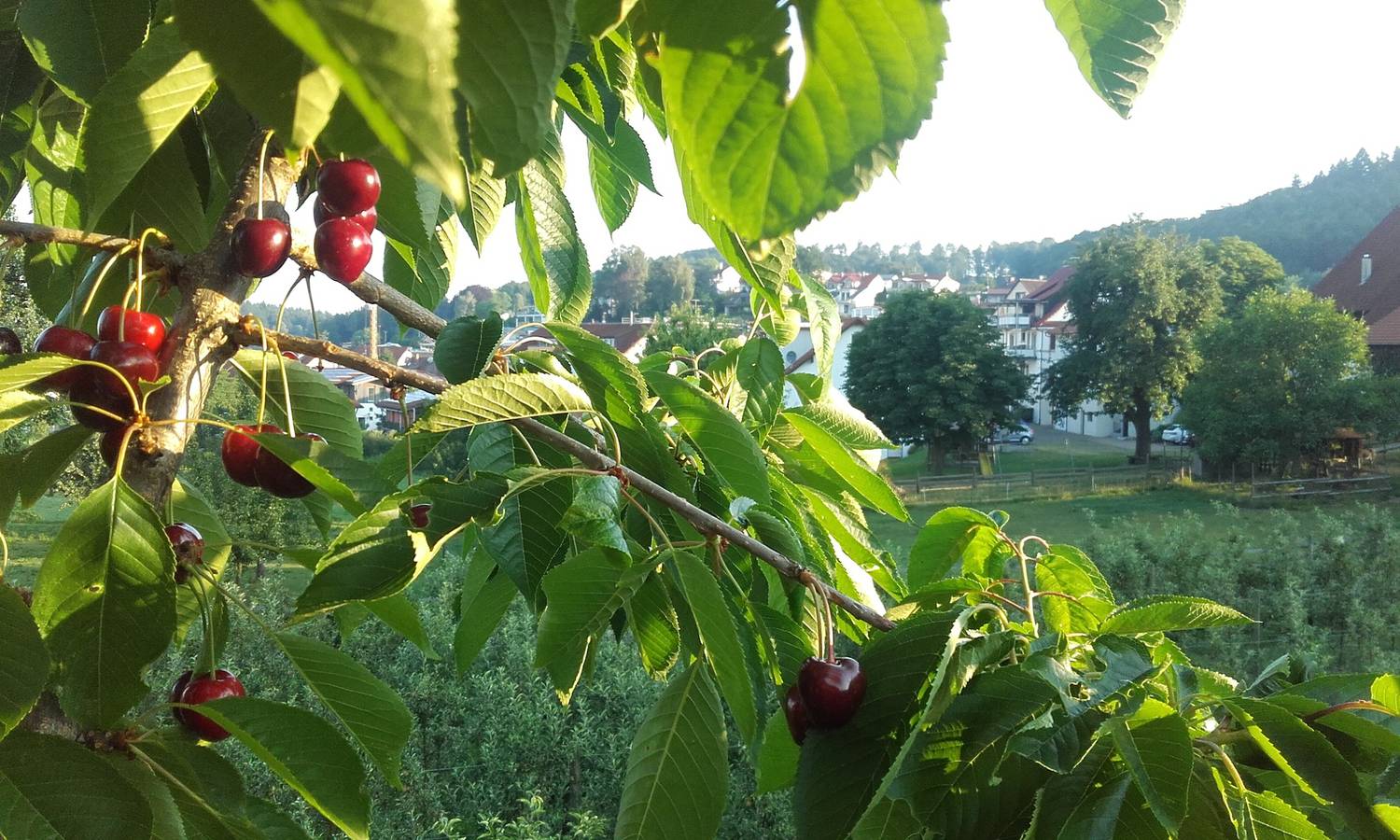 Ganze Ferienwohnung, Weingut Bernhard - Ferienwohnung Typ C in Daisendorf, Region Bodensee-Oberschwaben