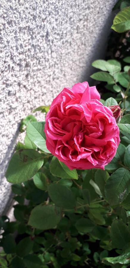Gîte pour 2 personnes, avec terrasse ainsi que vue et jardin à Charolles - 4