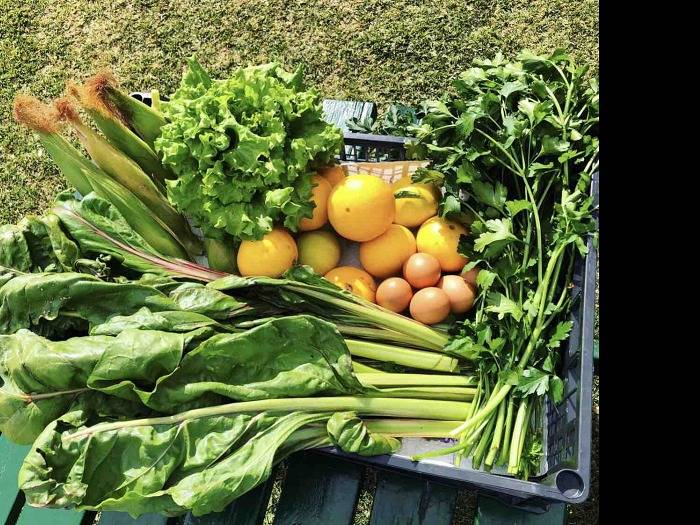 Casa rural para 2 personas, con jardín y terraza además de vistas al mar y piscina en Icod de los Vinos - 4